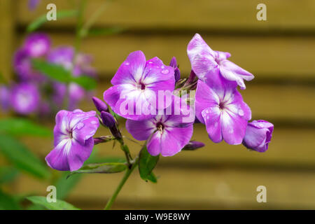 purple phlox flowers after rain close-up on blurred background Stock Photo