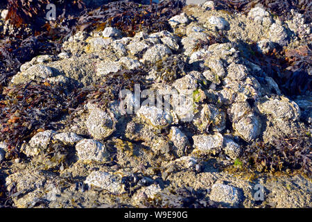 Wild oysters on the beach of Beg Meil, a French peninsula, surrounded to the east by the bay of La Forêt and to the south by the Atlantic Ocean Stock Photo