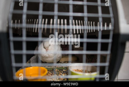 Mainz, Germany. 13th Aug, 2019. A wedding pigeon sits in her cage in the animal shelter of the state capital. Credit: Andreas Arnold/dpa/Alamy Live News Stock Photo