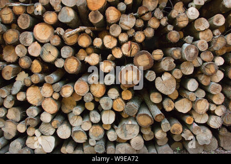 Detail of piled cut logs with ends facing Stock Photo