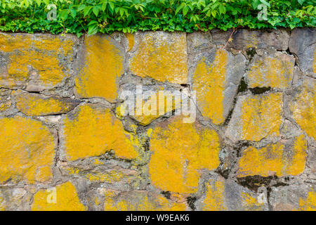 Old yellow painted stone wall with ivy for background. Stock Photo