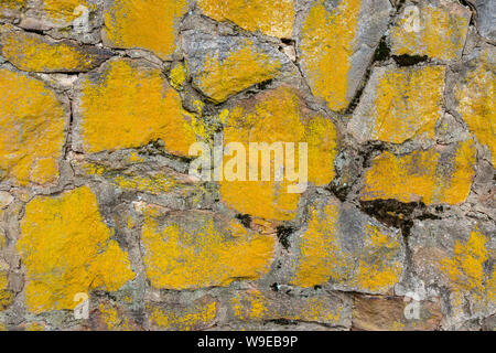 Old yellow painted stone wall with ivy for background. Stock Photo