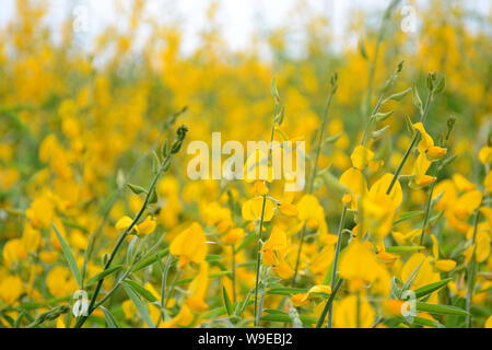 Beautifull Yellow Flogers plantation Stock Photo