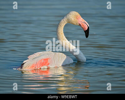 Flamingo (Phoenicopterus ruber) bathing in water, in the Camargue is a natural region located south of Arles, France Stock Photo
