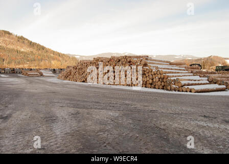 Timber yard of a large sawmill, where the wood is sorted in piles and ready to get cut for use in the construction industry. Stock Photo
