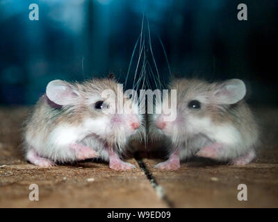 A very young, small Roborovski dwarf hamster with very long whiskers running alongside a glass panel that shows it's reflection. Phodopus Roborovskii. Stock Photo