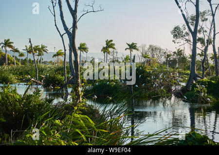 Colony of birds on a tropical lake. Stock Photo