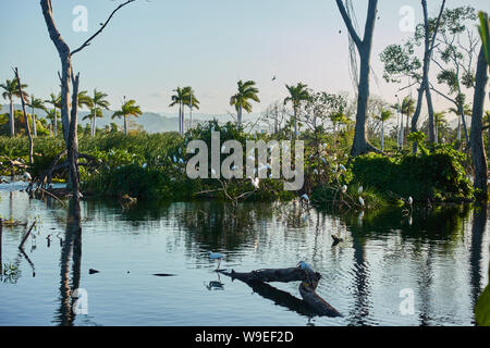 Colony of birds on a tropical lake. Stock Photo