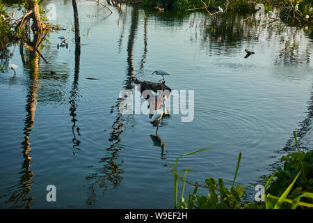 Colony of birds on a tropical lake. Stock Photo