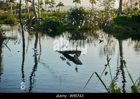 Colony of birds on a tropical lake. Stock Photo