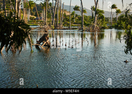 Colony of birds on a tropical lake. Stock Photo