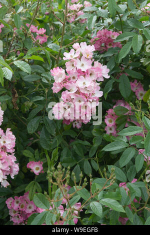 Rosa ballerina. Hybrid musk rose Stock Photo