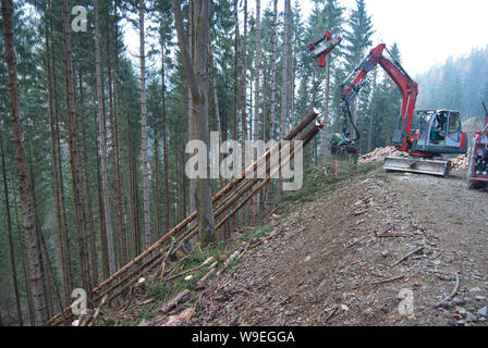 Timber harvesting with skyline crane and manipulator in autumnal misty forest in steep terrain of low mountain range of the Austrian Alps. Stock Photo