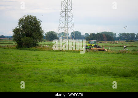 Hude, Germany August, 12, 2019:  A trekker cutting a field on the storks gathering food Stock Photo