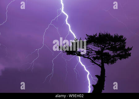 Tree and lightning bolt and storm, lightning bolt and thunderstorm at night Stock Photo