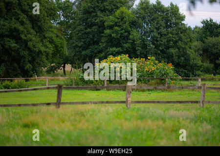 some  sunflowers on a wooden fence Stock Photo