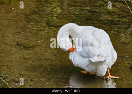 Close-Up Of White Duck By Lake Stock Photo