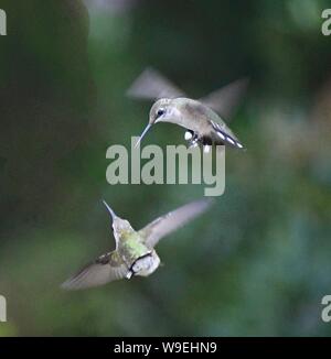 hummingbird, hummingbirds, hummers in flight Stock Photo