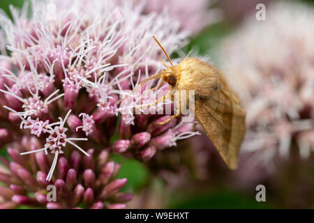 Female ghost most (Hepialus humuli) settled on a purple wild flower cluster, UK Stock Photo