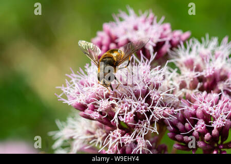 Hoverfly (syrphidae) settled on a cluster of purple wild flowers Stock Photo