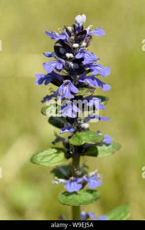 Guensel, Ajuga Reptans, ist eine Wildpflanze mit blauen Blueten und gehoert zu den Heilpflanzen. Guensel, Ajuga reptans, is a wild plant with blue flo Stock Photo