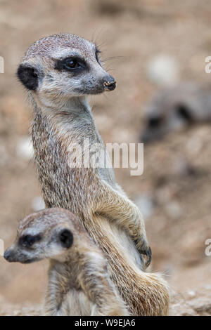 Sentry meerkat with juvenile suricate (Suricata suricatta) standing upright and looking around, native to the deserts of southern Africa Stock Photo