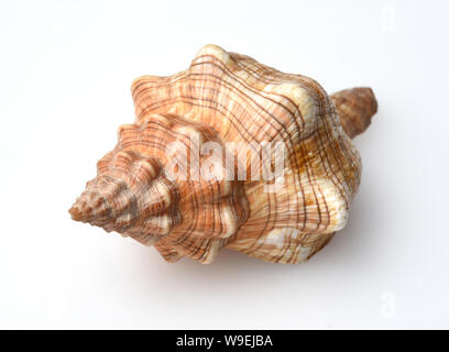 Meeresschnecke Gehaeuse Stock Photo Alamy