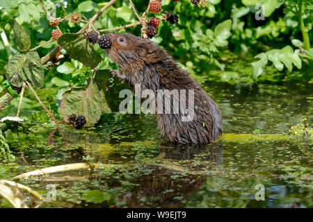 European Water Vole or Northern Water Vole, Arvicola amphibius Stock Photo