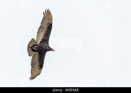 Turkey Vulture, Cathartes aura, in flight, Sea Lion Island, in the Falkland Islands, British Overseas Territory Stock Photo