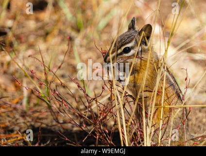 A Small Chipmunk Enjoying an Afternoon Snack Stock Photo