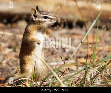 A Small Chipmunk Enjoying an Afternoon Snack Stock Photo