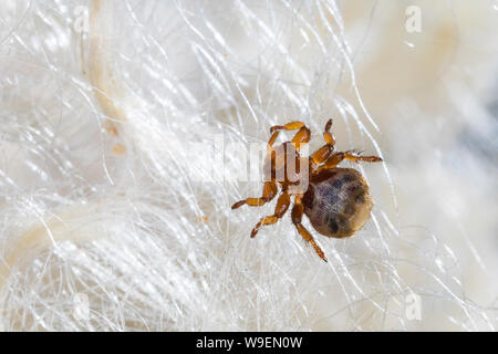 Schaflausfliege, Schaf-Lausfliege, Schaflaus, Lausfliege, Melophagus ovinus, Melophagus montanus, sheep ked, louse fly, le pou du mouton, le mélophage Stock Photo