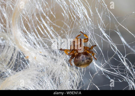 Schaflausfliege, Schaf-Lausfliege, Schaflaus, Lausfliege, Melophagus ovinus, Melophagus montanus, sheep ked, louse fly, le pou du mouton, le mélophage Stock Photo