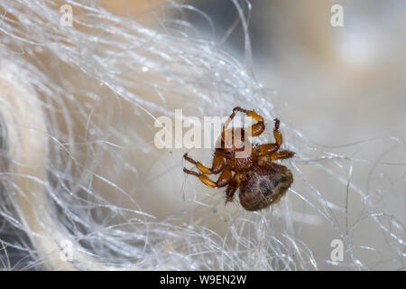 Schaflausfliege, Schaf-Lausfliege, Schaflaus, Lausfliege, Melophagus ovinus, Melophagus montanus, sheep ked, louse fly, le pou du mouton, le mélophage Stock Photo