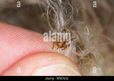 Schaflausfliege, Schaf-Lausfliege, Schaflaus, Lausfliege, Melophagus ovinus, Melophagus montanus, sheep ked, louse fly, le pou du mouton, le mélophage Stock Photo