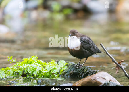 Dipper in the river Walkham, Dartmoor,Devon. Close up, facing camera. Stock Photo