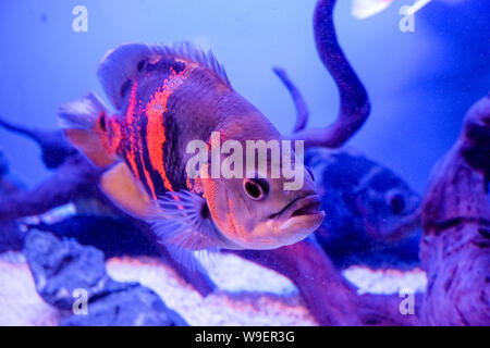 Oscar fish, Astronotus ocellatus. Tropical freshwater fish in aquarium. tiger oscar, velvet cichlid.fish from the cichlid family in tropical South Stock Photo