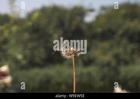 Dandelion seeds carries the wind. Clear summer day Stock Photo