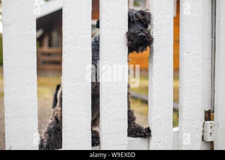 bBack schnauzer dog sitting waiting for owner near white fence. Stock Photo