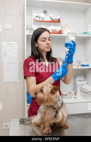 Young beautiful woman vet vaccinating yorkshire terrier. Stock Photo
