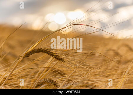 Ripe barley in the golden light of sunset, soft bokeh background Stock Photo