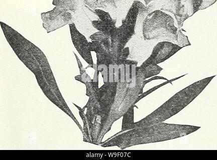 Archive image from page 5 of Currie's garden annual  spring. Currie's garden annual : spring 1934 59th year  curriesgardenann19curr 0 Year: 1934 ( ANTIRRHINUM MAJESTIC— (Super Giant Snapdragons) Majestic Antirrhinums are characterized by having the largest possible florets closely spaced in large spikes on a medium tall plant. The flowers are the largest of any type, with far better spacing than that found in any other type. They have been proven the best for both cut flower and border use and will, no doubt, supersede the other strains when a complete color range has been developed. So far, t