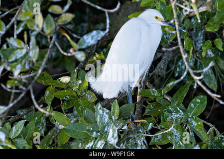 A Snowy Egret perched in the branches of a mangrove tree in the Sontecomapan Lagoon, part of the Los Tuxtlas Biosphere Reserve in Sontecomapan, Veracruz, Mexico. The lagoon which flows into the Gulf of Mexico is one of the best preserved coastal wetlands and mangroves forests in Mexico and part of the Los Tuxtlas biosphere reserve. Stock Photo