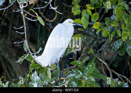 A Snowy Egret perched in the branches of a mangrove tree in the Sontecomapan Lagoon, part of the Los Tuxtlas Biosphere Reserve in Sontecomapan, Veracruz, Mexico. The lagoon which flows into the Gulf of Mexico is one of the best preserved coastal wetlands and mangroves forests in Mexico and part of the Los Tuxtlas biosphere reserve. Stock Photo