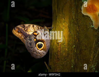 A Blue Morpho Butterfly rests on a tree trunk at Butterfly World in Coconut Creek, FL. Stock Photo