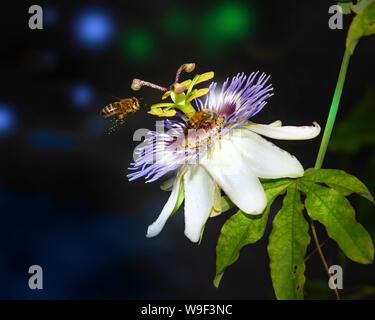 Honeybees gather around a beautiful Passionflower in a tropical garden in Fort Lauderdale, Florida. Stock Photo