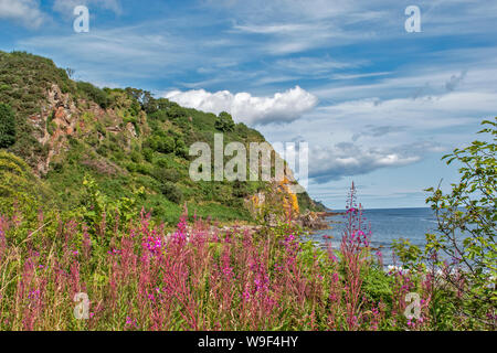 ROSEMARKIE BLACK ISLE ROSS AND CROMARTY SCOTLAND ON THE WAY TO CAIRDS CAVE THE SEA AND PURPLE ROSEBAY WILLOWHERB Chamaenerion angustifolium FLOWERS IN Stock Photo