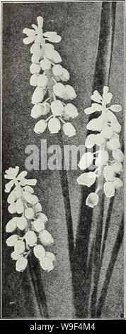 Archive image from page 15 of Currie's bulbs and plants