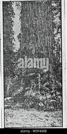 Archive image from page 15 of Curios and relics Plants (1888). Curios and relics. Plants  curiosrelicsplanlinc 3 Year: 1888 ( ILICAN, AUGUST 5, 1922 i 7 â â¢ FAMOUS AMERICAN TREES    XVI.-THE ABE LINCOLN TREE. The Abe Lincoln tree in the Sequoia Na- j tional Park, California, is one of the largest and most beautiful trees in that famous playground. It is 270 feet high and 31 feet in diameter. Stock Photo