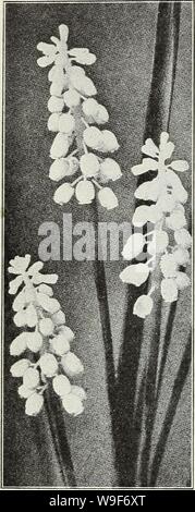 Archive image from page 19 of Currie's autumn 1929 54th year. Currie's autumn 1929 54th year bulbs and plants  curriesautumn19219curr Year: 1929 ( 14 Currie's Seed Store, Milwaukee, Wisconsin    Grape Hyacinths GRAPE HYACINTHS (Hyacinthus muscari) Forms small spikes of flowers resembling a bunch of grapes. Perfectly hardy. Botryoldes Blue—Doz., 50c; 100, 3.00. Botryoides White—Doz., 80c; 100, 6,00. Heavenly Blue—The best and largest of the Grape Hyacinths. Good for pot culture as well as out'doors. Doz., 60c; 100, 4.00. ORNITHOGALUM (Star of Bethlehem) Umbellatum—Pretty white star shaped flowe Stock Photo